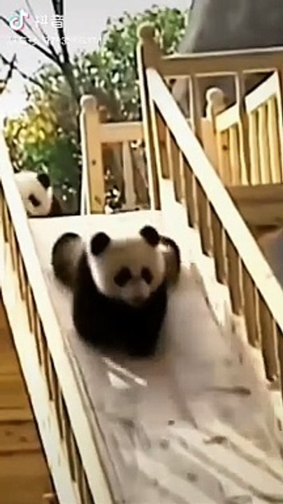 New animal video