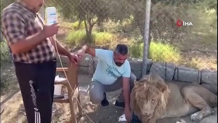 Aslan terbiyecisi yürüyemeyen aslanı 20 günde eski sağlığına kavuşturdu