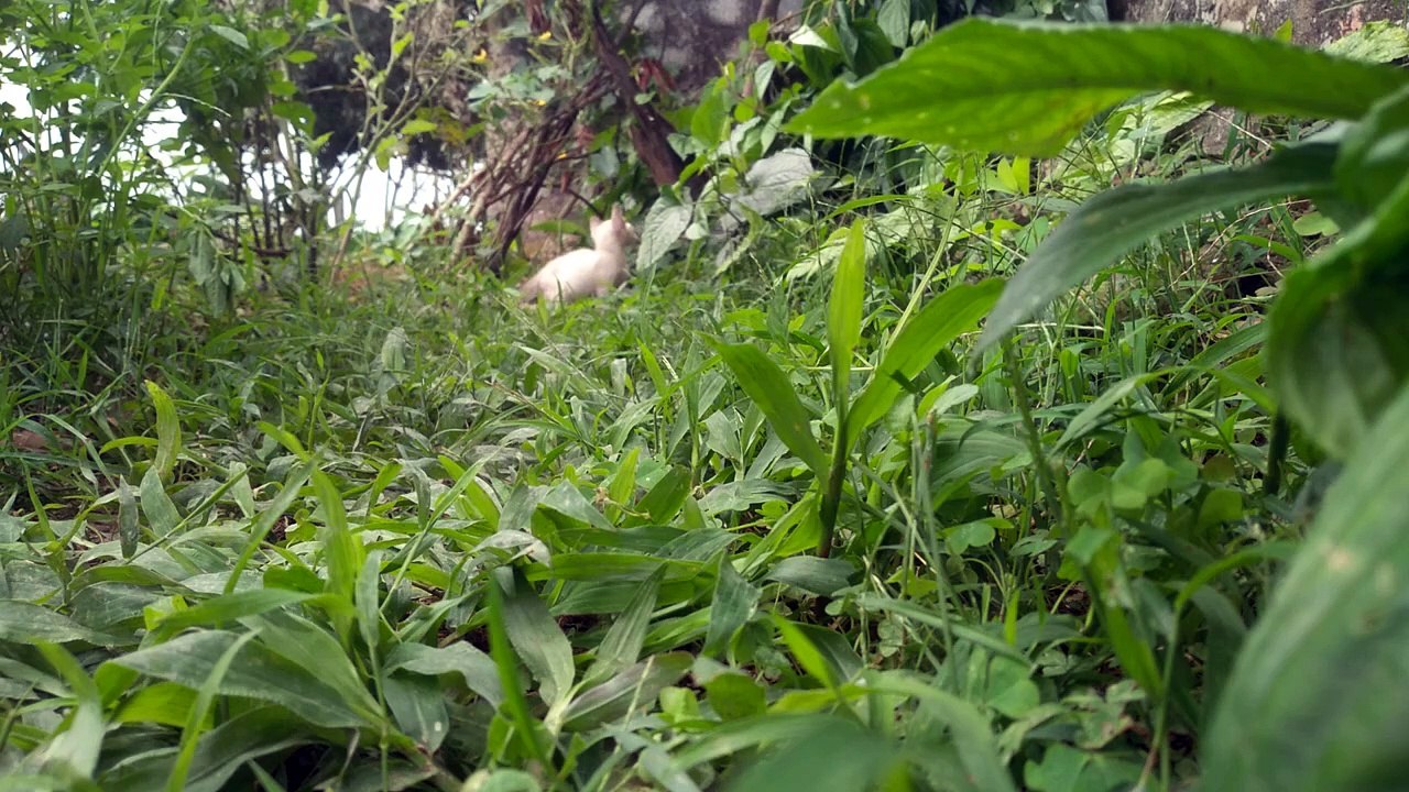 cute kitten very cute