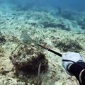 Spearfishing Giant Grouper with Hand Spear