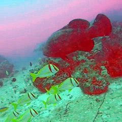 Giant Fish Live Inside Shipwrecks!