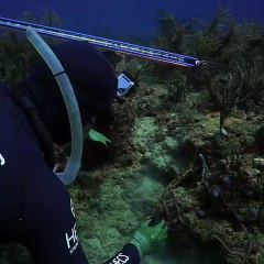 Spearfishing with Worlds Biggest Groupers