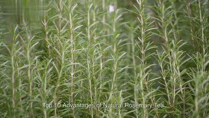10 reasons to drink rosemary tea daily_ most rosemary benefits