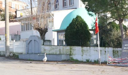 Ezan okununca bu kaz camiye gidiyor