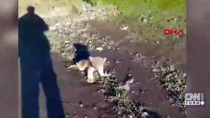 Şanlıurfa'da "yavru aslan" alarmı