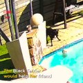 Black Terrier saves the drowning friend
