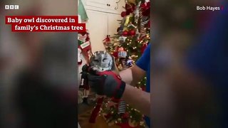 Baby owl found living in family Christmas tree - BBC News