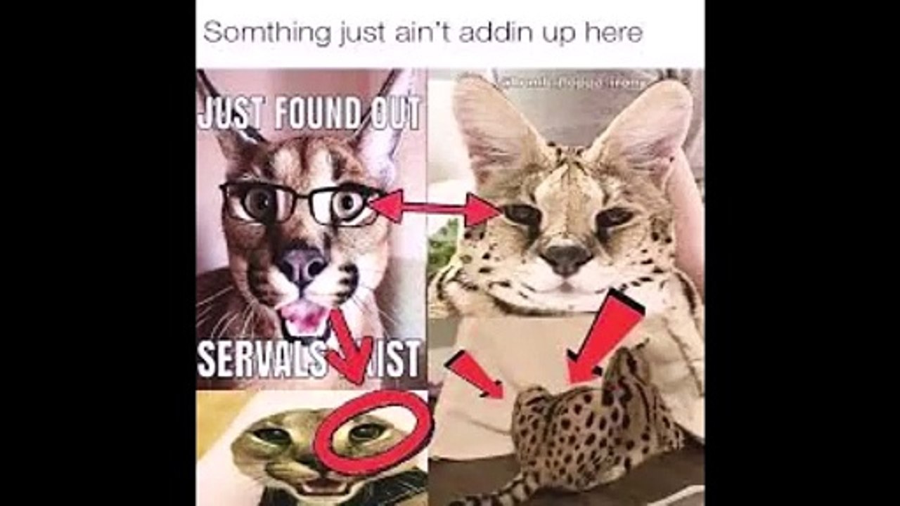 Lionel Hutz has just found out servals exist