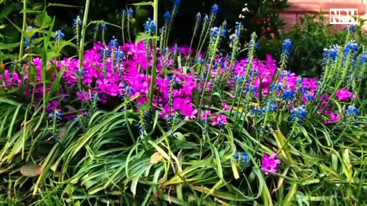 Stress relief film "beautiful flower" with most charming colourful flowers & relaxation music.