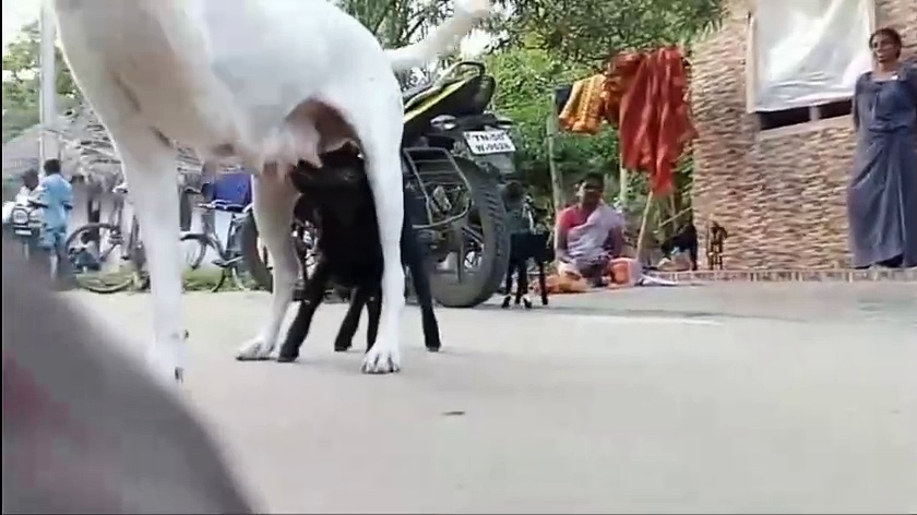ஆட்டு குட்டிகளுக்கு வளர்ப்பு தாயாக இருக்கும் நாய்; வியந்து பார்க்கும் பொதுமக்கள்