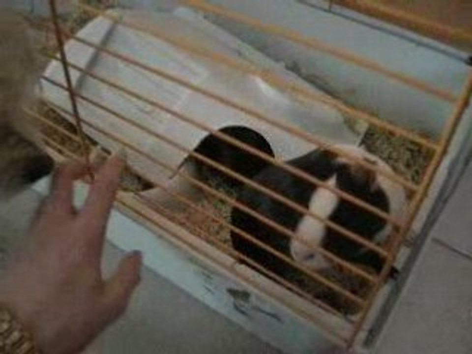 cochon d'inde contre chien