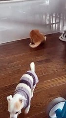 Chihuahua Wrestles Cat