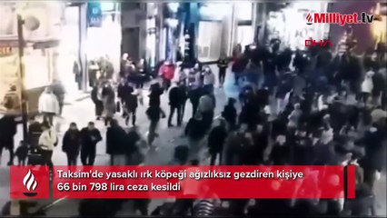 Taksim'de yasaklı ırk köpeği ağızlıksız gezdiren kişiye 66 bin 798 lira ceza