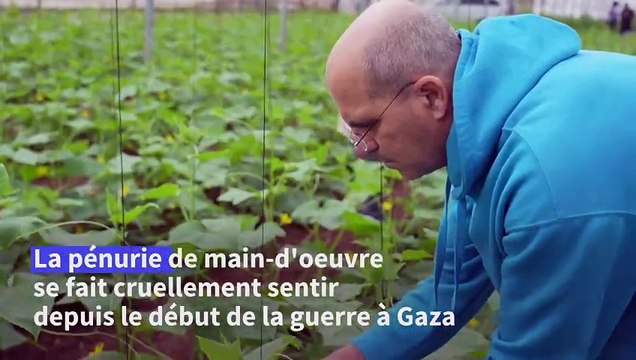 En Israël, des bénévoles pour les récoltes des agriculteurs arabes