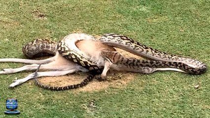 Golfer shows nerves on steel from the tee as two male pythons fight for the right to mate just metres away