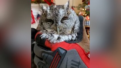 Tiny owl found hiding in family’s Christmas tree in Kentucky