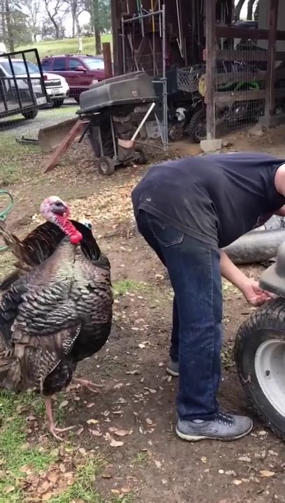 Turkey