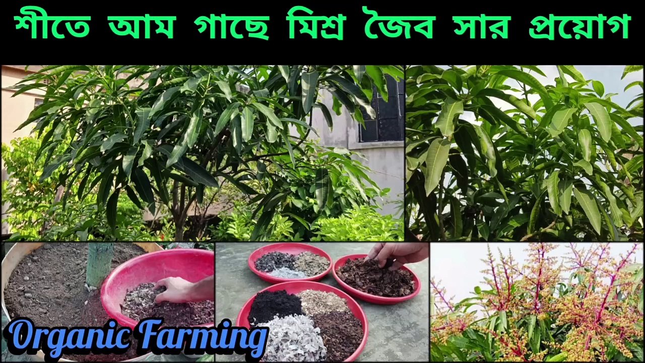 ফলনের পূর্বে আম গাছে মিশ্র সার প্রয়োগ এবং অন্যান্য পরিচর্যা ।। Mango plant Care