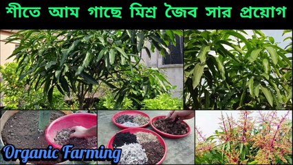 ফলনের পূর্বে আম গাছে মিশ্র সার প্রয়োগ এবং অন্যান্য পরিচর্যা ।। Mango plant Care