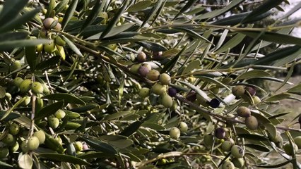 Almazara y olivos de Pago de Valdecuevas en Medina de Rioseco