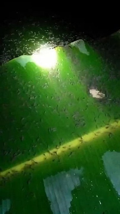 Apa fungsi daun pisang dikolam LARVA LELE menurut kalian❓