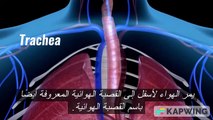 Video of the lesson of the respiratory system in manفيديو درس الجهاز التنفسي في الأنسان تركيبه وعمله