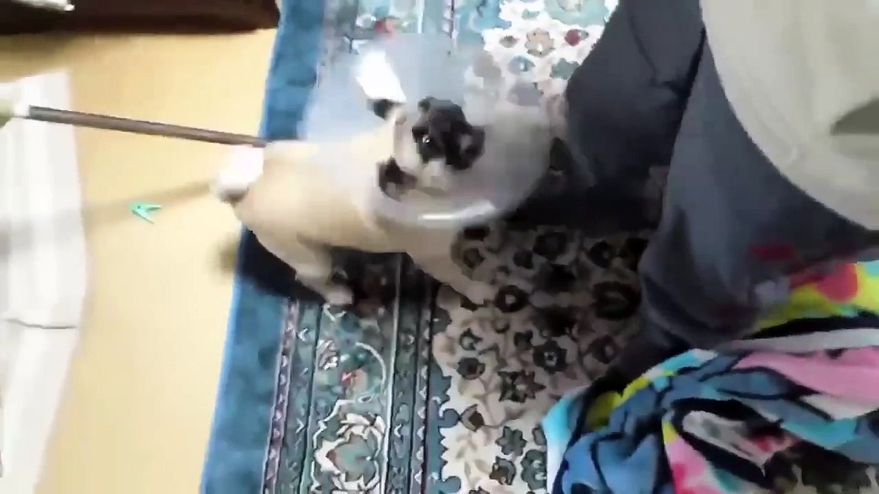 Top 10 dog barking videos compilation 2016 ♥ dog barking sound - funny dogs