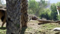 Lion Cubs Meet Dad for the First Time