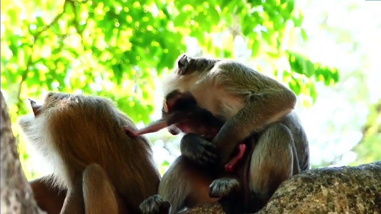 Lovely look of adorable baby, Melona and little baby perform beautiful face together (720p_25fps_H264-192kbit_AAC)