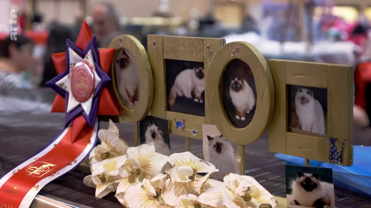 Wie die Katze die Welt eroberte