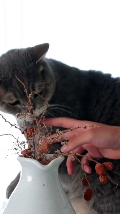 Why cats are better than dogs