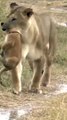 A good momma!  shorts baby lion