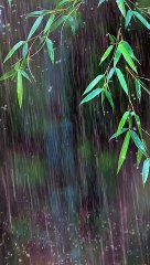 Falling into Deep Sleep Instantly with Forest Beautiful Heavy Rain