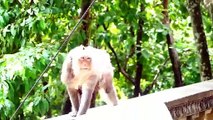 Mama Barry Monkey Showing Cute Smiling (720p_25fps_H264-192kbit_AAC)