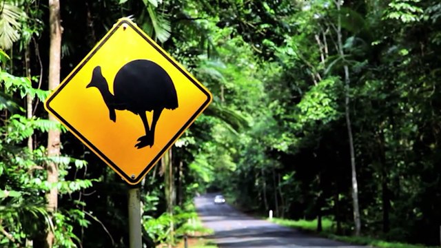 Beware of these cute animals! It's not what it seems