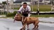 Hulck um dos melhores Pit monster do Brasil.. #dog #merle #brasil #xxl #pitbull #deuséfiel