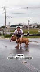 Hulck um dos melhores Pit monster do Brasil.. #dog #merle #brasil #xxl #pitbull #deuséfiel