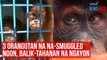 3 orangutan na na-smuggled noon, balik-tahanan na ngayon| GMA Integrated Newsfeed