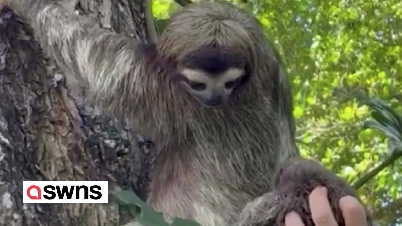 Faultiermutter wieder mit ihrem baby vereint - nachdem sie gestrandet und weinend gefunden wurde
