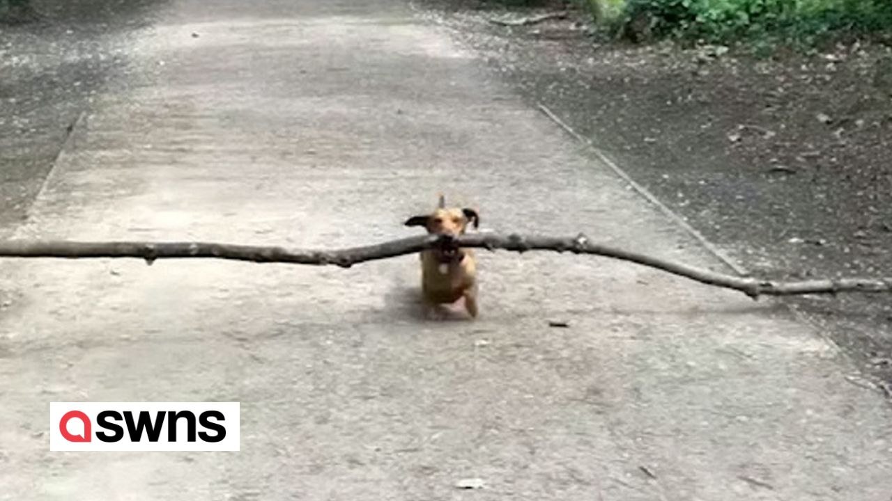 Entzückender dackel liebt big sticks