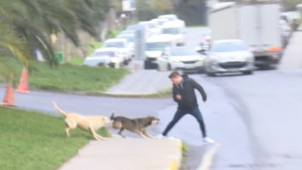 Video herunterladen: Bağcılar'da başıboş köpekler yoldan geçenlere saldırdı