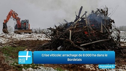 Crise viticole: arrachage de 8.000 ha dans le Bordelais