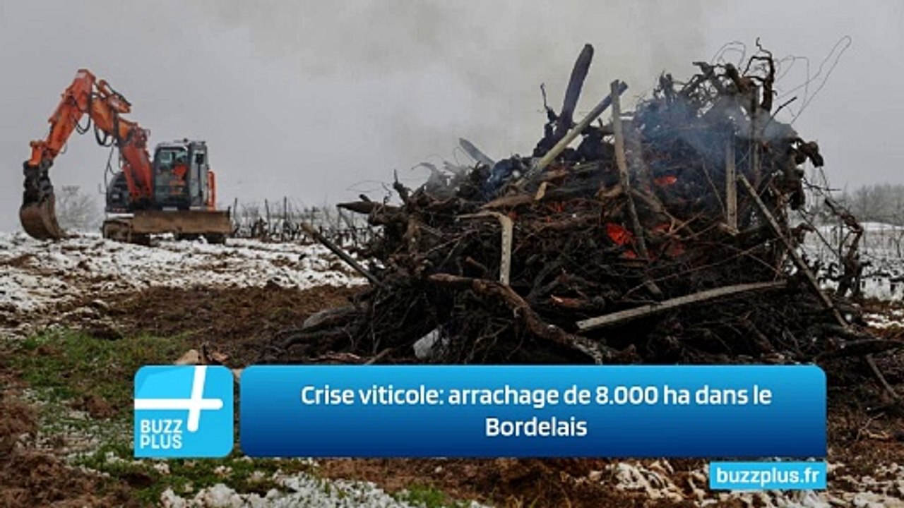 Crise viticole: arrachage de 8.000 ha dans le Bordelais