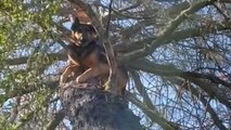 Lost German Shepherd Found Stuck in a Tree!