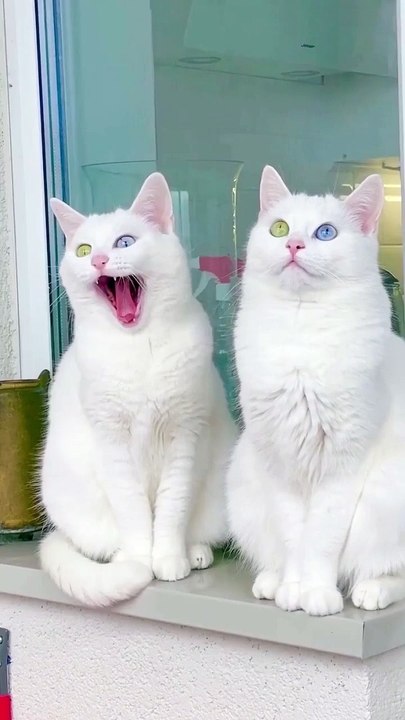 The Most Beautiful White Cat 