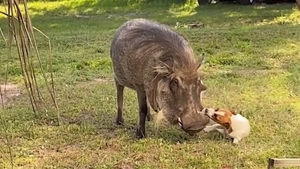 "I have a fully house trained WARTHOG!"