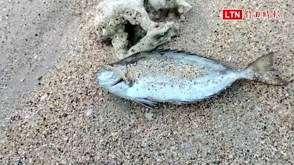 冬至冷氣團來襲！澎湖出現凍死魚，氣溫驟降至7度以下❄️