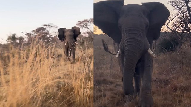 Elephant on Heat Charged Jeep Before Crushing a Tree!