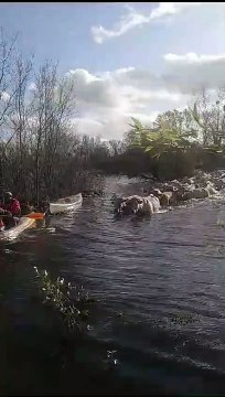 Sauvetage des Vaches