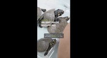 4000 tortues sauvées d'un trafic illégal entre le Pérou et l'Indonésie